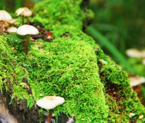 小孩打完苗之后发烧能喝药