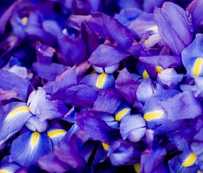 昆明供卵试管需要多少钱，2024供卵不排队机构名单！