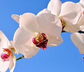 小孩哪种病会发烧