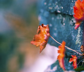小孩发烧后腰酸是怎么回事啊