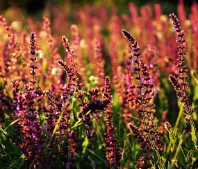 昆明私立供卵试管包成功医院排名，附供卵移植成功率统计表！
