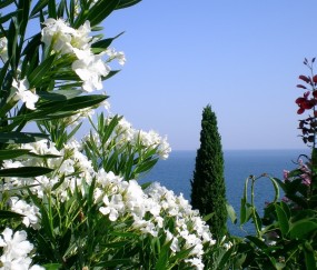 小孩每次流口水就发烧